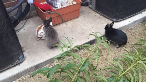 Rabbits colony outside in the backyard / Pure peacefulness