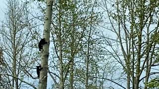 Alaskan Black Bear Cubs Climbing a tree together