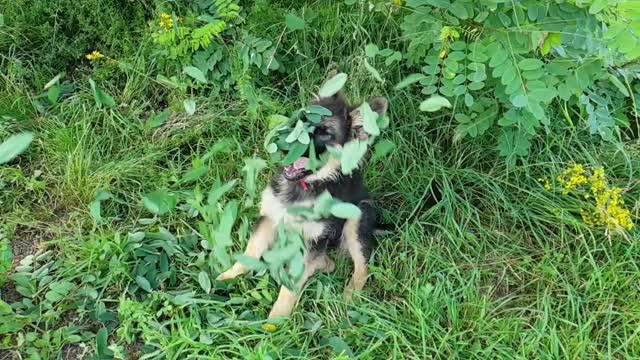 Funny dog playing with leaves