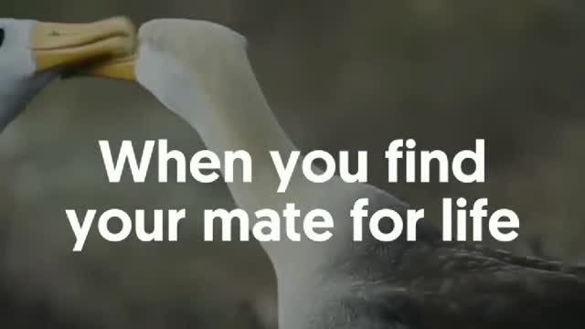 South Africa Forest Bird with mate