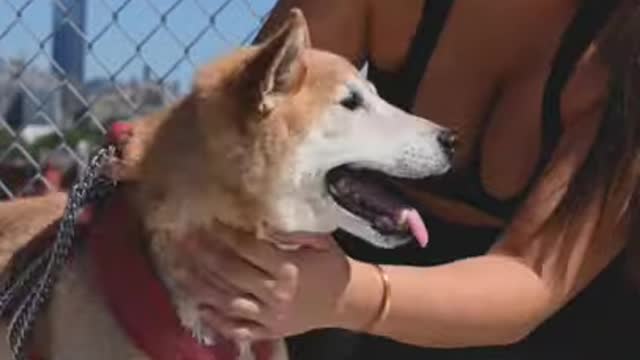 Funny Dog 😂 Cute Dog Beautiful Girl Playing With Cute Dog 🐕