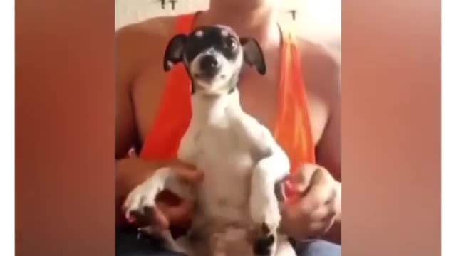 Funny Animal Videos 😂 - Best Dogs And Cats Videos 😺😍