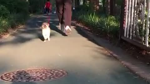 Shiba puppy loves run