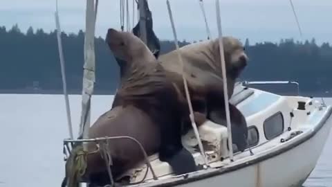 Boats and sea lions 😂 recorded in olympia washington by @fishingjosh