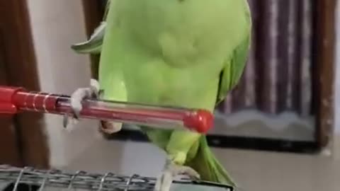 Mummy ki Roti Gol Gol..😂 | Btao roj badam khane se kya hota h?? Try not to laugh..😜 #parrots