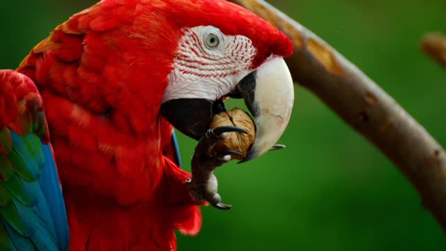 AMZING PARROT,BEAUTIFUL PARROT ,parrot lovers ,PARROT WORLD