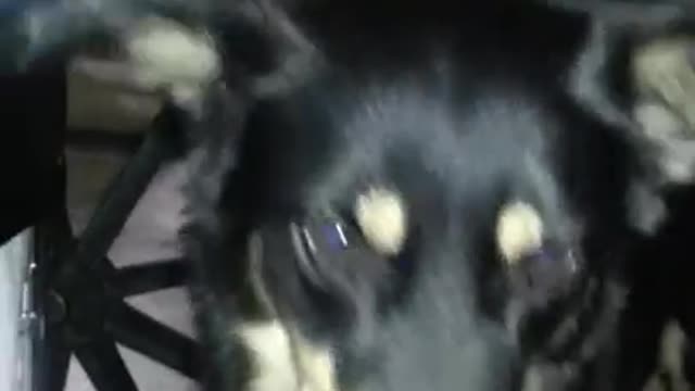 Roxie catching popcorn