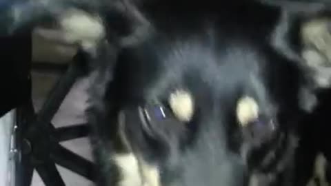 Roxie catching popcorn