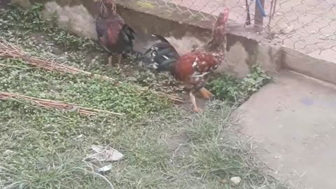 two chickens want to enter the gate