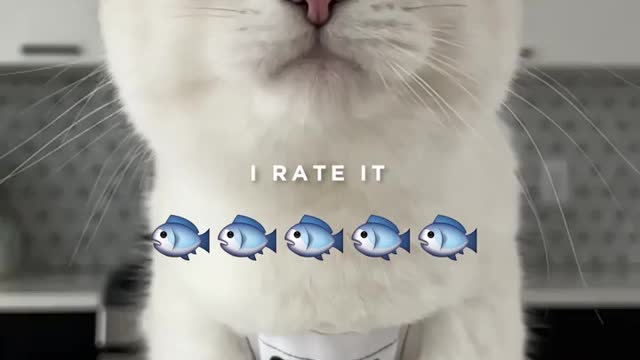 Cute cat video