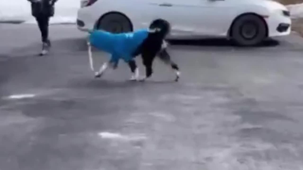 #Funniest# animals videos#
