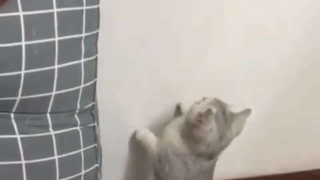 Funny Animal when you Pretend not doing it