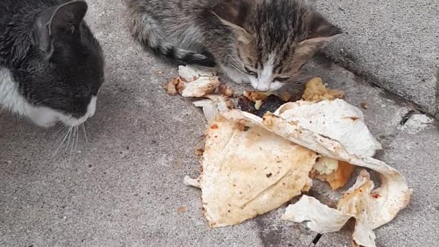 Cat with kitty have dinner