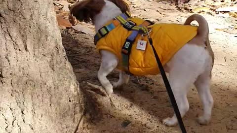 A cute puppy walking out of the mountain