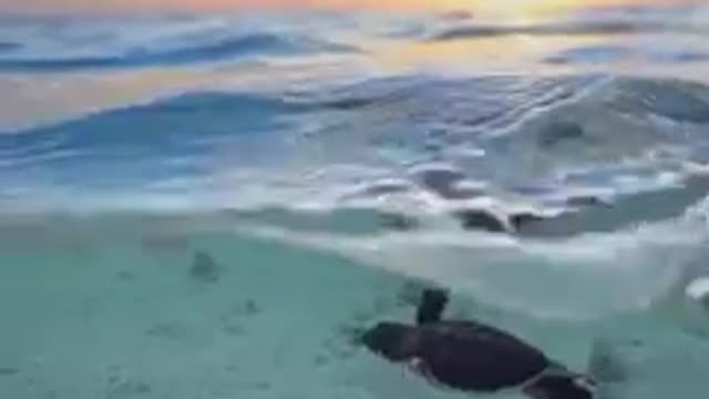 Wow, Amazing Footage Of Baby Turtle Swimming For The First Time