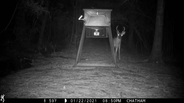 Bobcat and 8 point on The Back Road