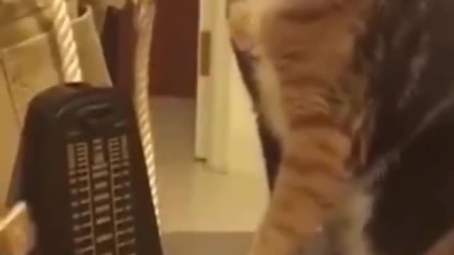FUNNY CUTE PETS