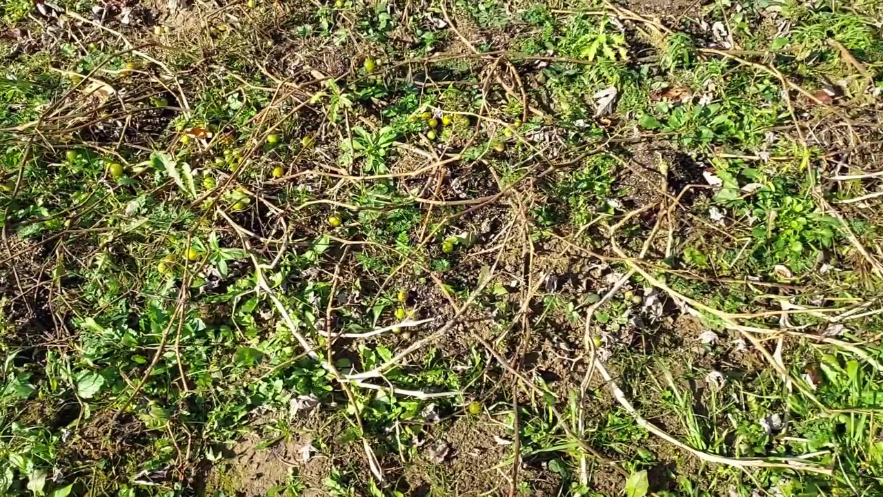 VC Gardens - Overwintering Peppers!