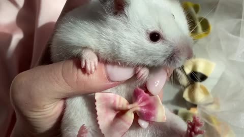 cute hamster eats yummy