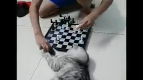 cat play chess