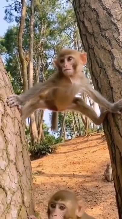 How To Make Fun With Monkeys - Everyday Monkey Funny Videos