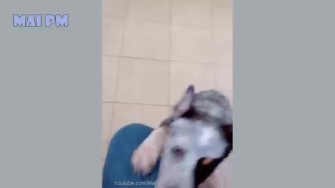 Funny dog video