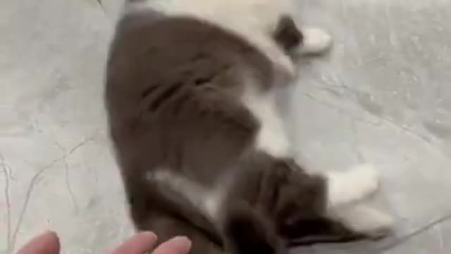 Funny cat playing cute