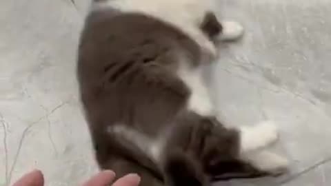 Funny cat playing cute