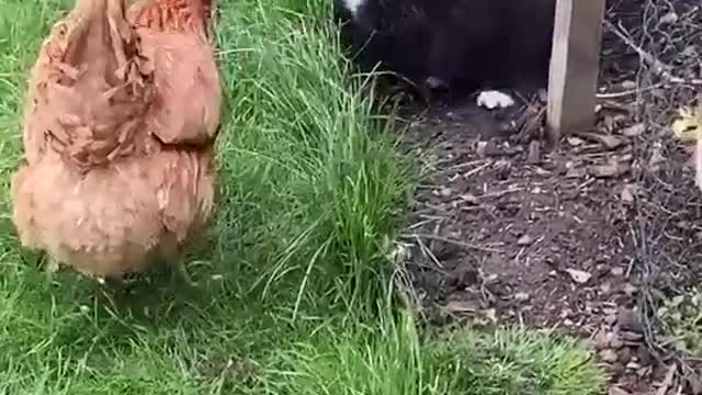 Cat vs chicken