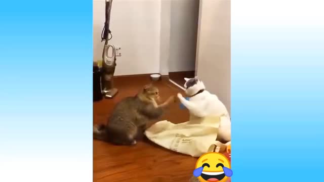 Cats Play Time 😁🤣🤣