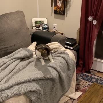 How beautiful my cat is