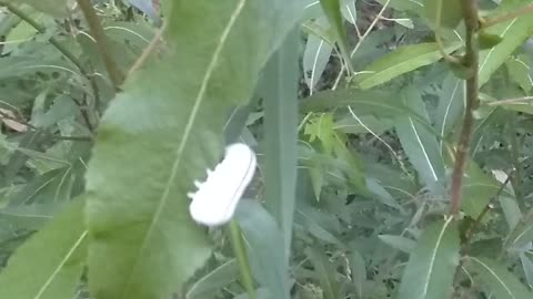 Caterpillar