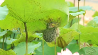 Bird making nest