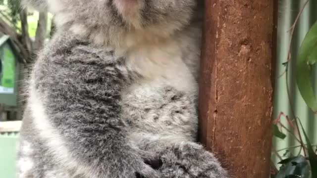 Cute koala