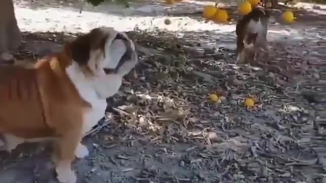 Cute Bulldogs Eating Fruit...