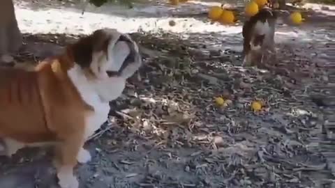 Cute Bulldogs Eating Fruit...