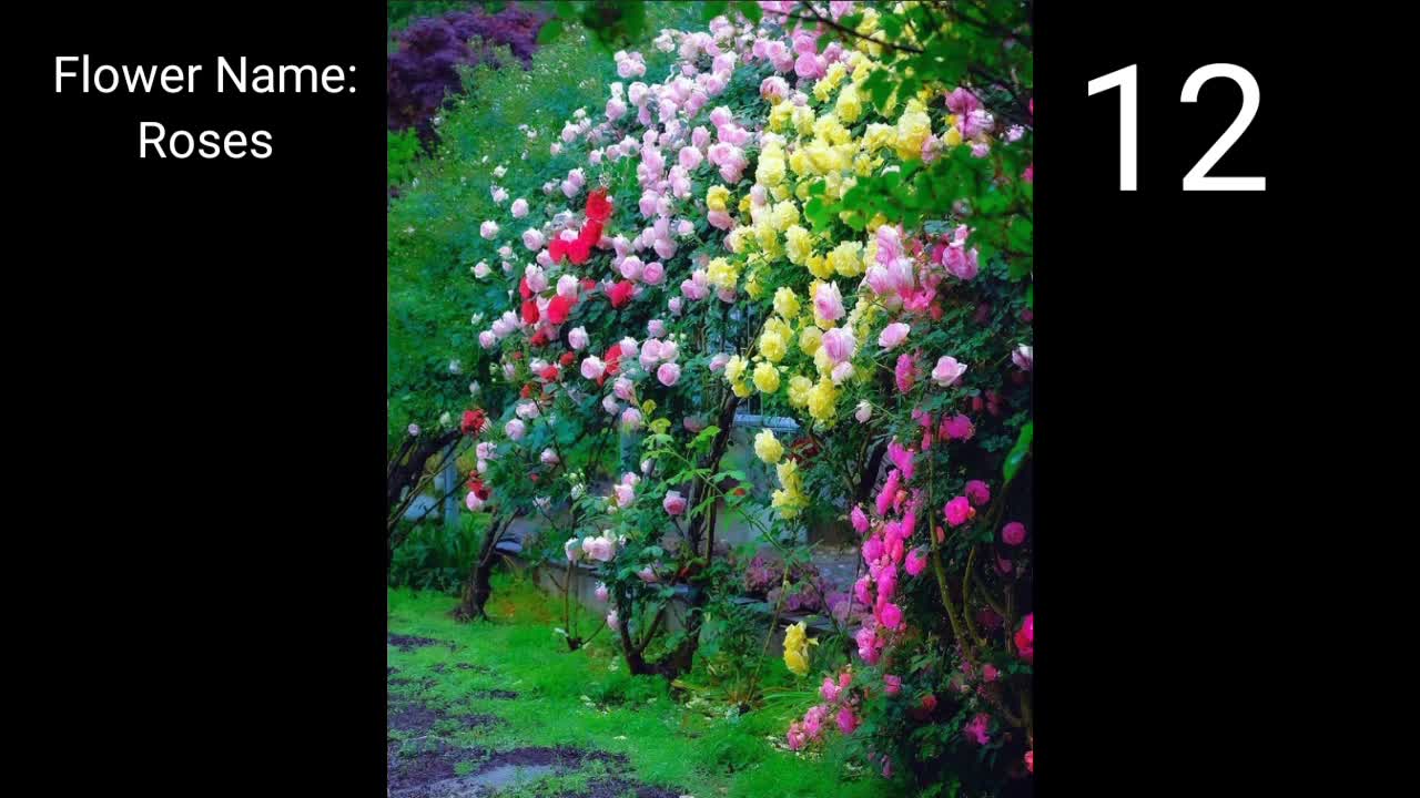 Flowers with name
