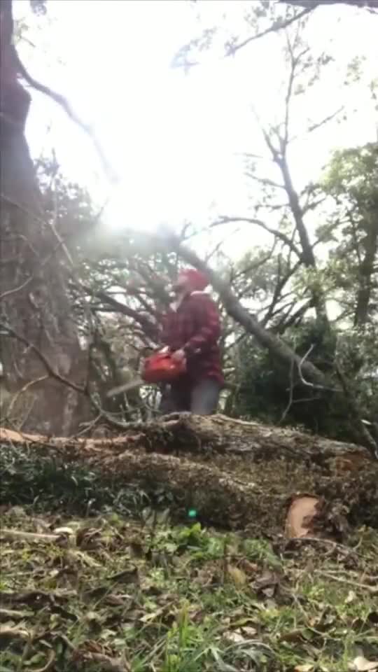 WHO SAID TREES DON'T REVENGE? RIP 🙏 😭