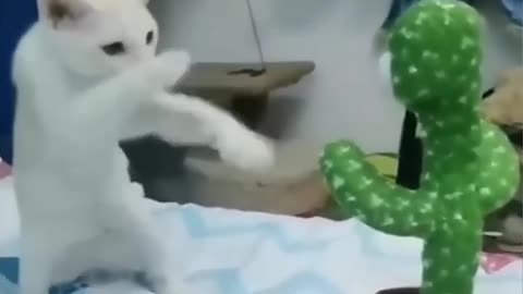 Funny animal video