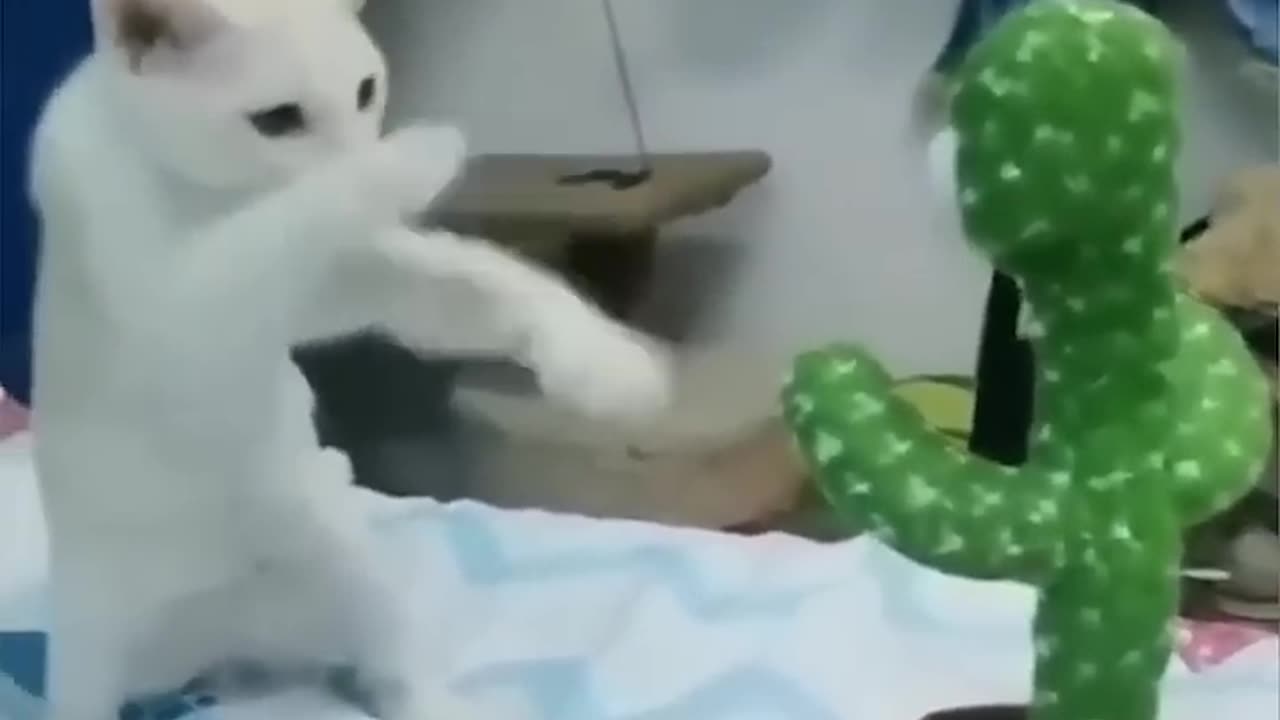 Funny animal video