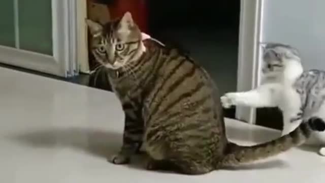 Watch this cute little cat..This is so hilarious! 😂