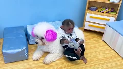 Funny Monkey and cute dog Video