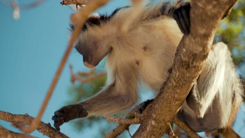 Funny monkey 🙉 is eating very fast videos