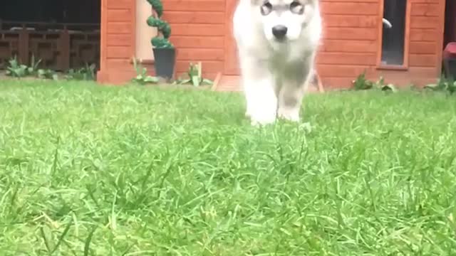 Cute dog slow mo