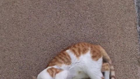 A cat playing with its feet.