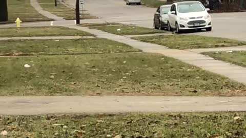 Cow Charges Towards People in Rockford