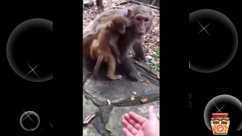 Animals Top Compilation of All Time! Try not to laugh #Impossible