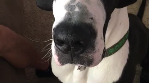 Black and white dog eats food out of owner's hand