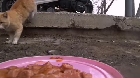 The last cat looked so confused 🤣🐈‍⬛