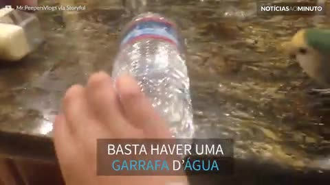 Periquito descobre brinquedo favorito: uma garrafa d’água